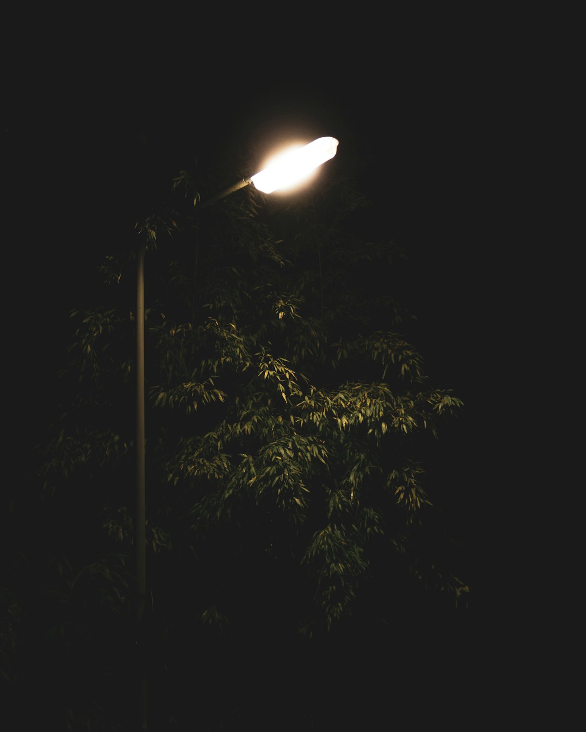 LED Decorative Post-Top Lantern 50W Park | LumixyLab — Turned-on post lamp beside tree